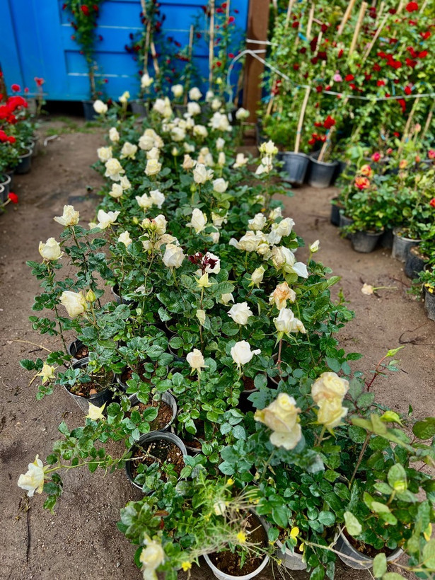 نهال گل رز سفید هلندی