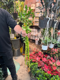 نهال بامبو پیچی