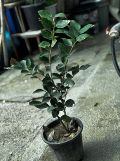 نهال یاس هلندی