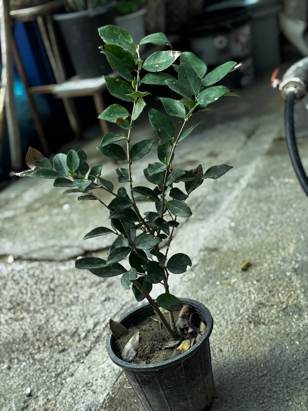 نهال یاس هلندی