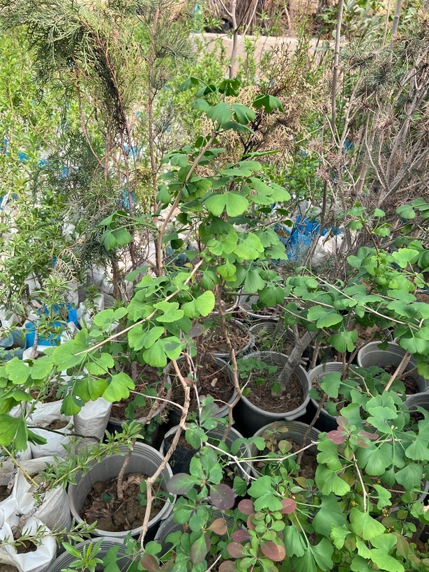 نهال زینتی ژینکو