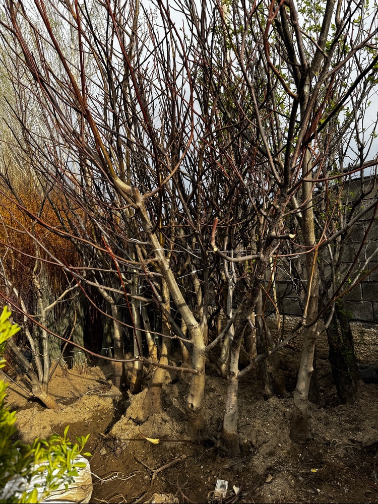 نهال گردو ۵ ساله