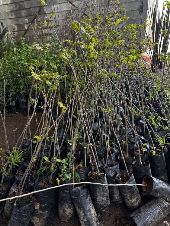 نهال شاه انجیر ریشه پرس سالم و آماده کاشت تولید شده در نهالستان آیاز نهال