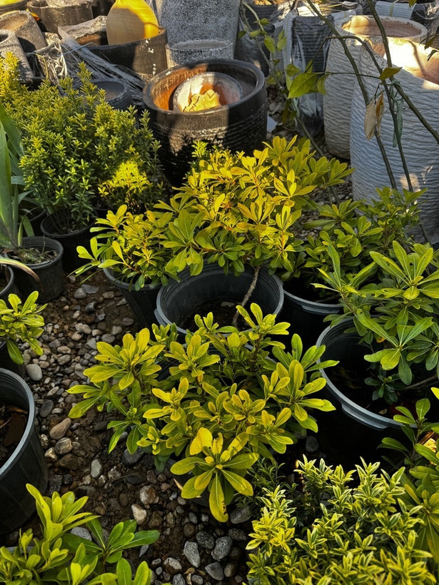 نهال میخک هندی معطر و خوش بو-آیاز نهال