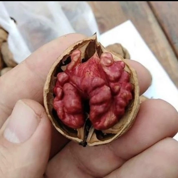 نهال گردو پیوندی تو قرمز