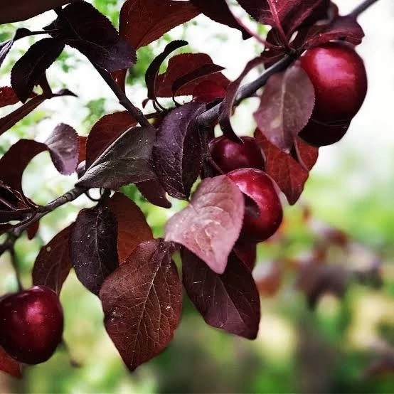 نهال گوجه قرمز امریکایی