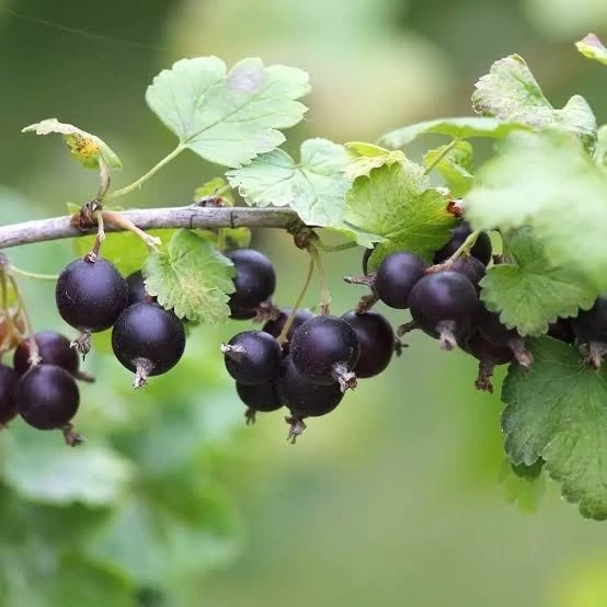 نهال ژوستا بری