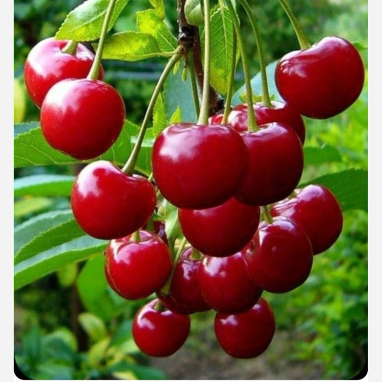 نهال آلبالو فرنگی
