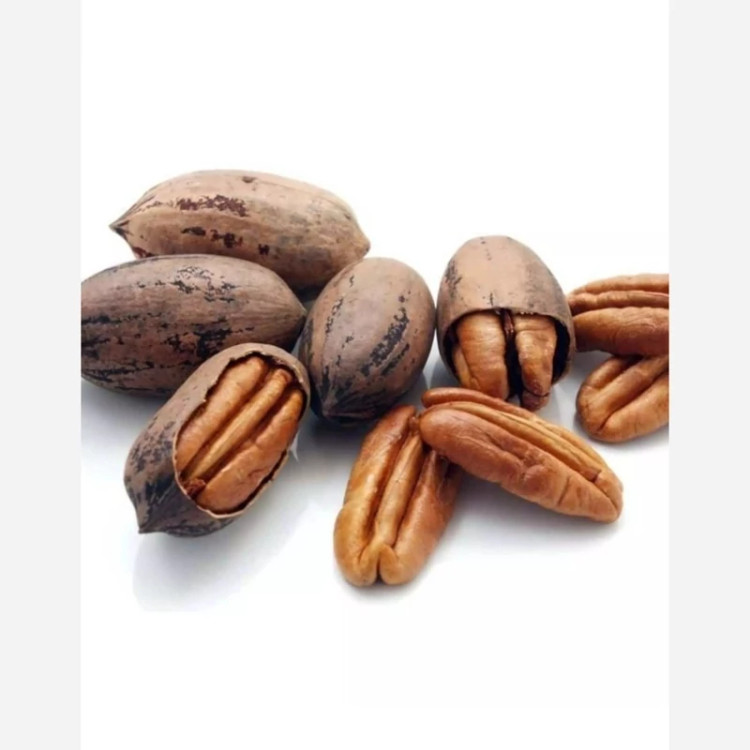 نهال گردو پکان