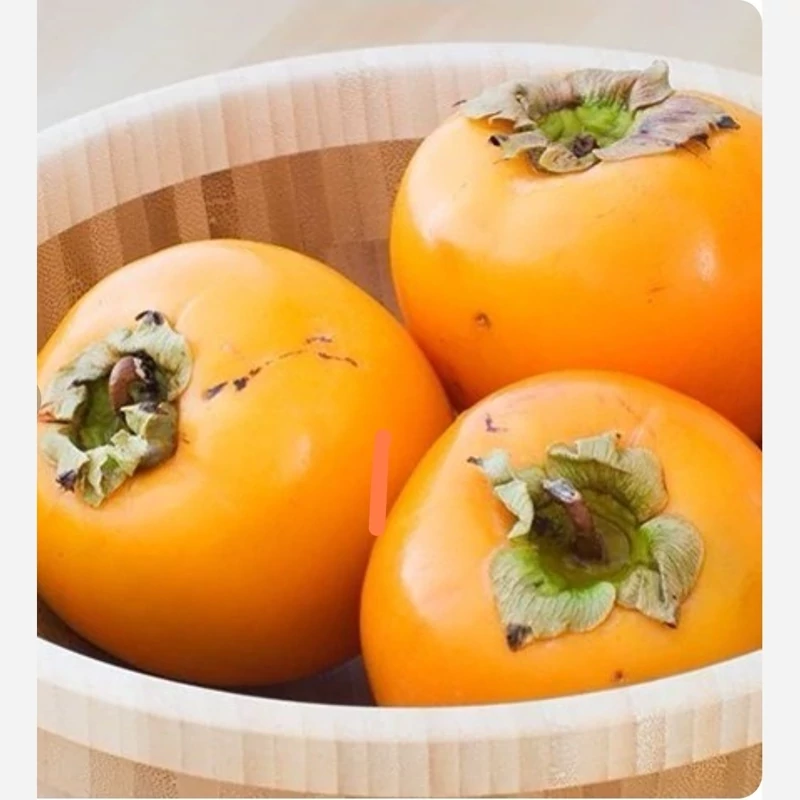 نهال خرمالو گوجه ای یک ساله