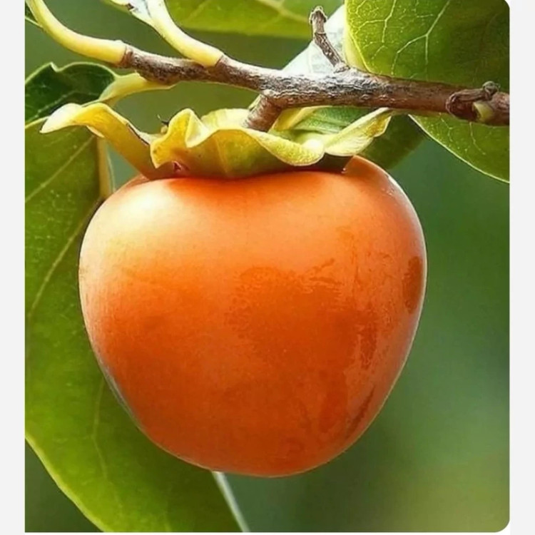 نهال خرمالو سیبی