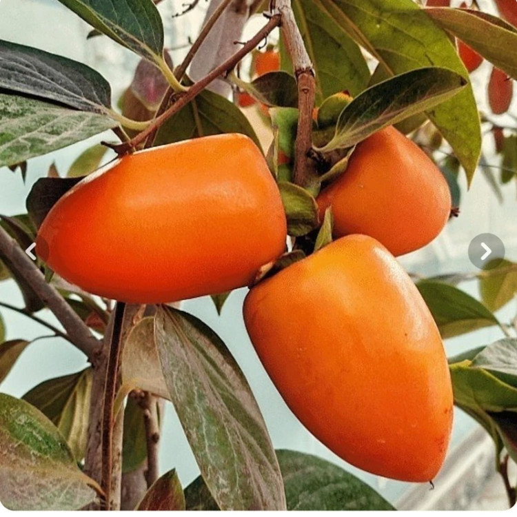خرمالو مانگو (موزی) یک ساله
