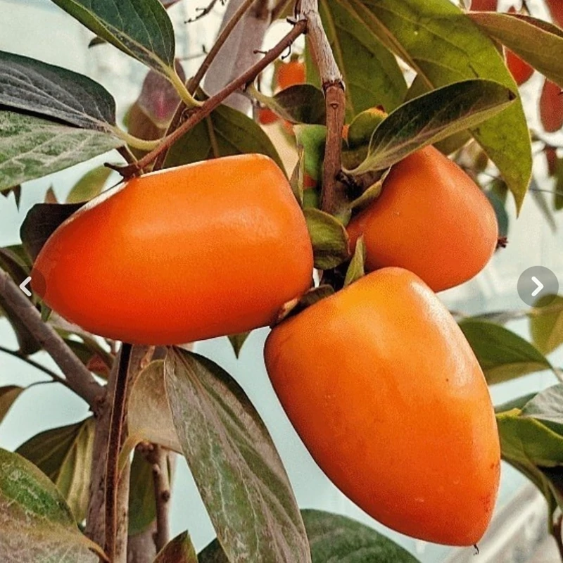 نهال خرمالو مانگو(موزی)