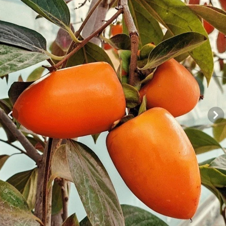 نهال خرمالو مانگو(موزی)