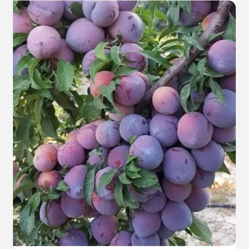 نهال آلو استنلی