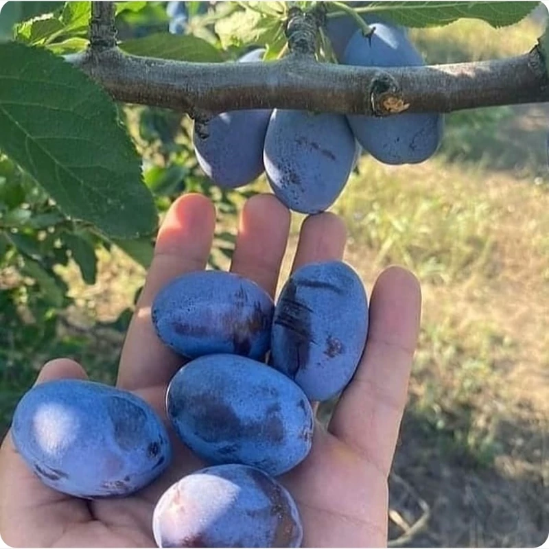 نهال آلو سانتاروزا