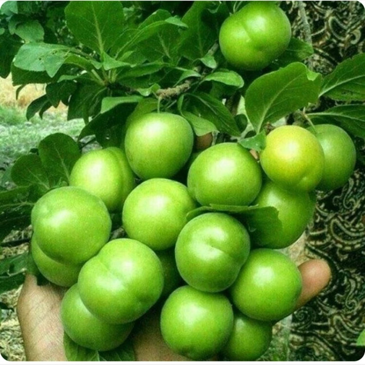 نهال گوجه سبز برغان