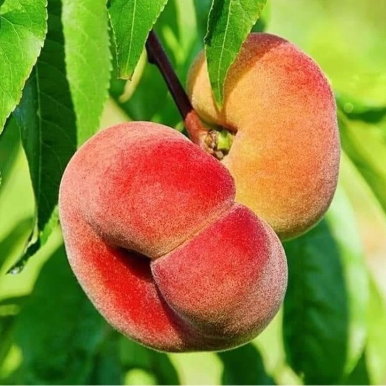 نهال هلو انجیری