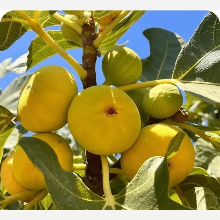 نهال انجیر زرد عسلی