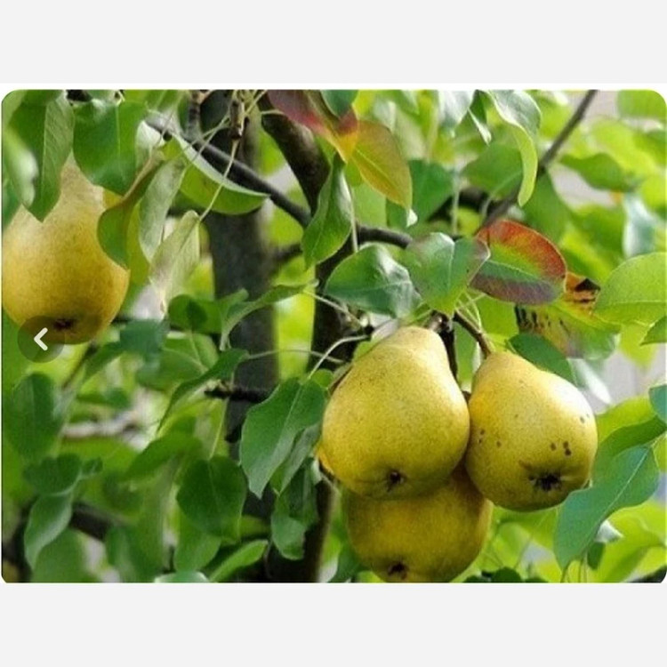 نهال گلابی بیروتی
