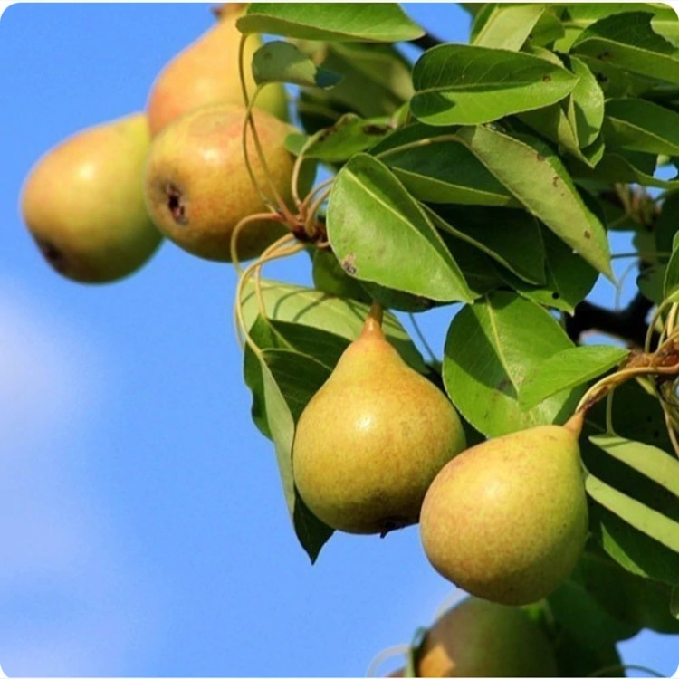 نهال گلابی شاه میوه