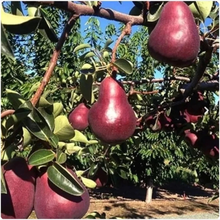 نهال گلابی انجو