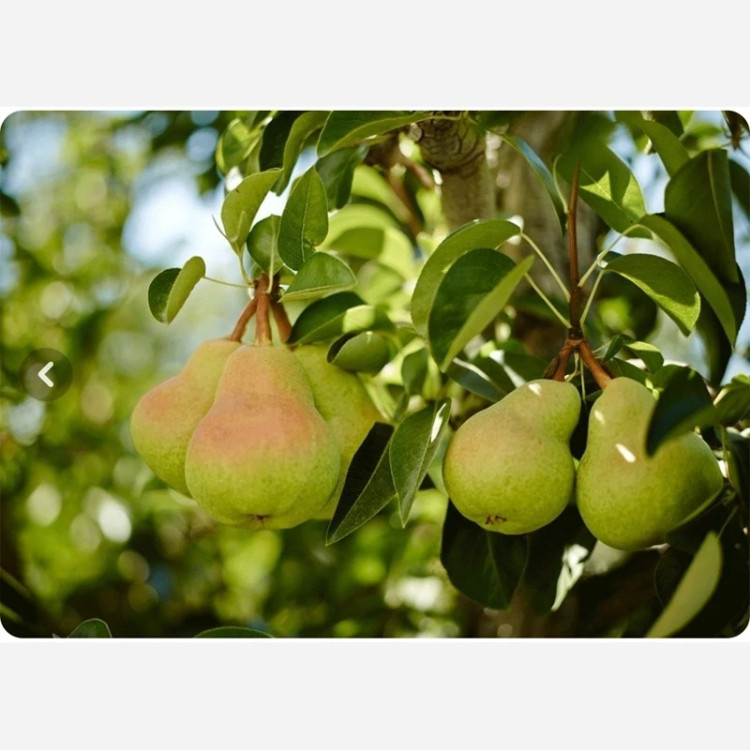 نهال گلابی اسپادانا دیررس و زود رس