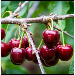 نهال گیلاس لاپینز