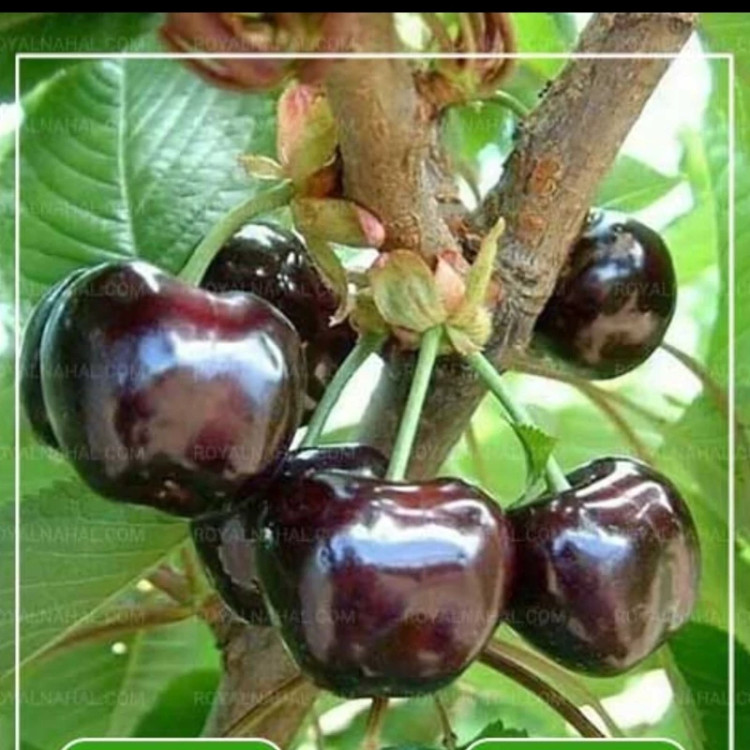 نهال گیلاس تکدانه