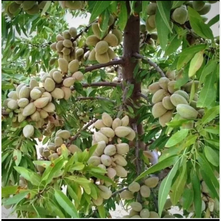 نهال بادام فرانیس