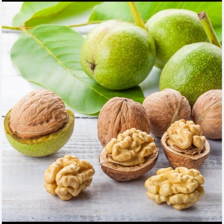 نهال گردو چندلر (پیوندی)