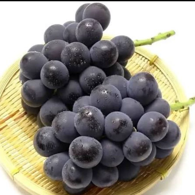 انگور کیوهو ژاپن