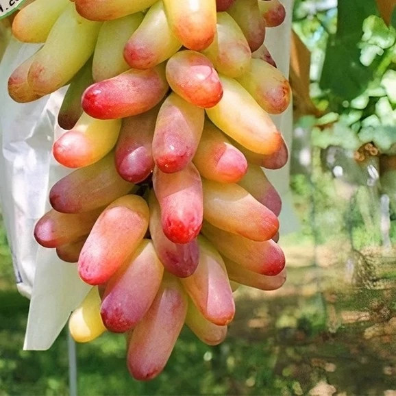 انگور مکیاج