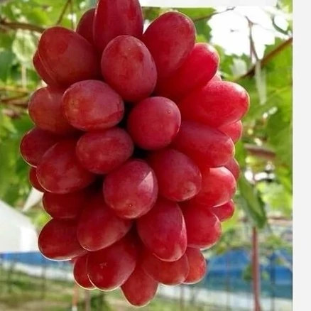 انگور موسکات قرمز