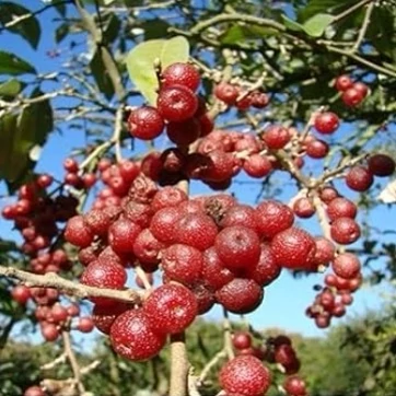 انگور ژاپنی(سیلوربری)