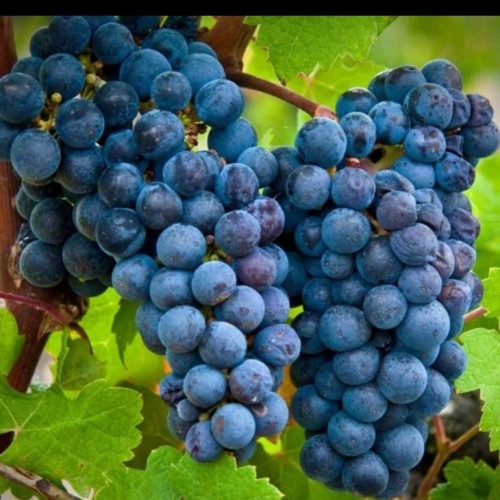 null