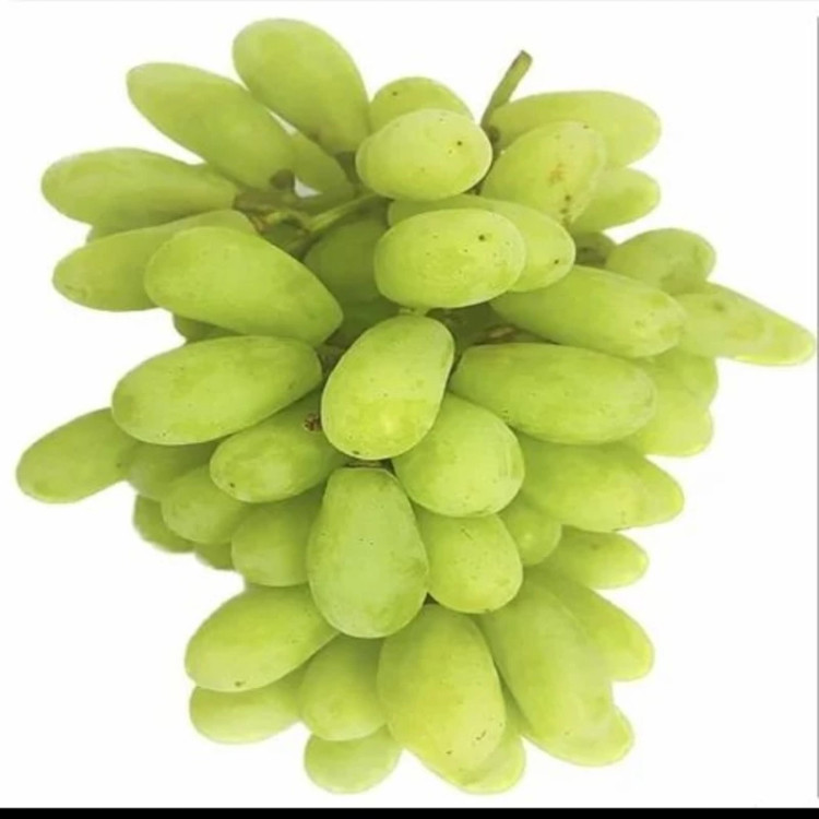 انگور سوپریور