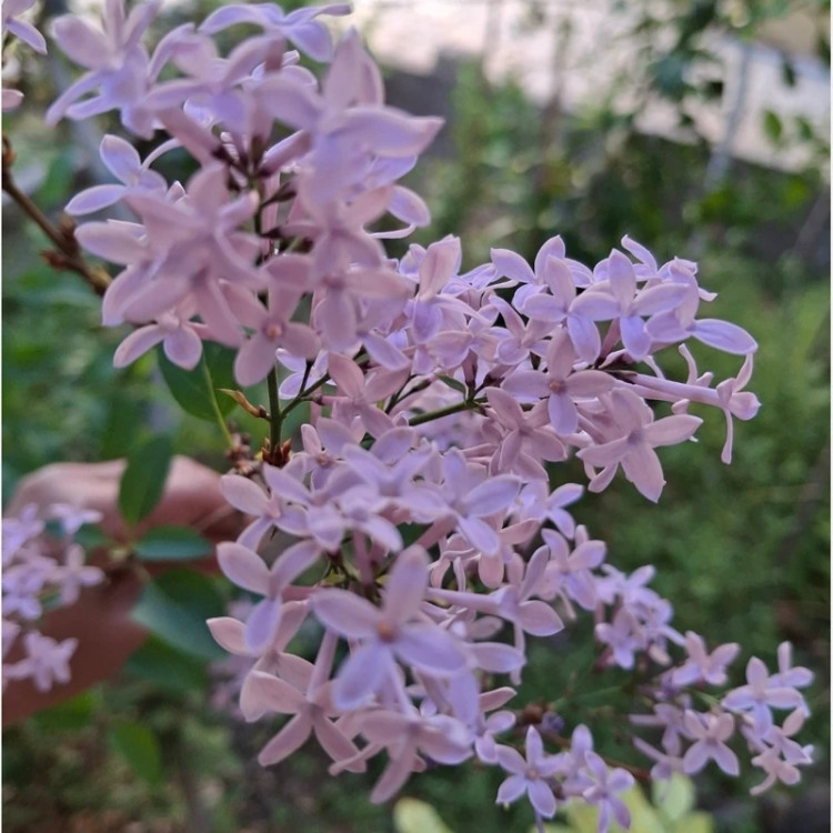 یاس خوشه ای بنفش معطر (درختچه ای )