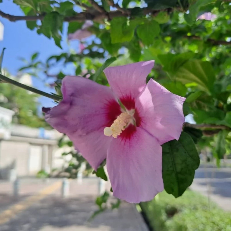 گل ختمی درختی