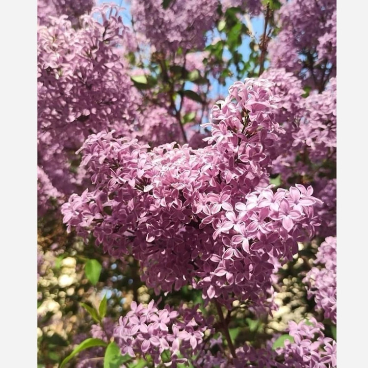 یاس خوشه ای بنفش معطر (درختچه ای )