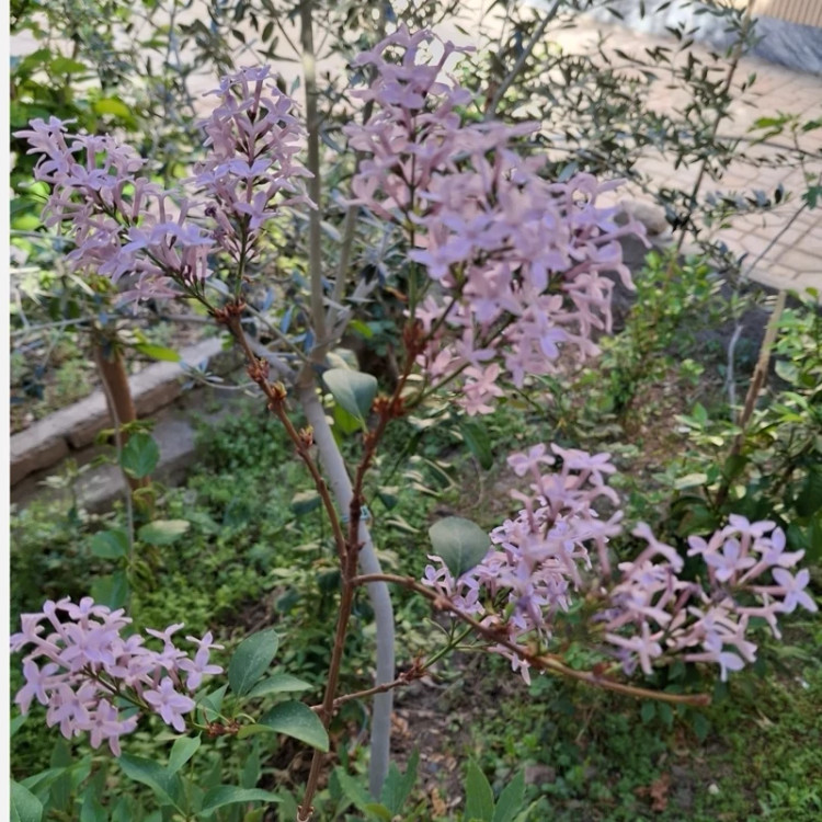 یاس خوشه ای بنفش معطر (درختچه ای )