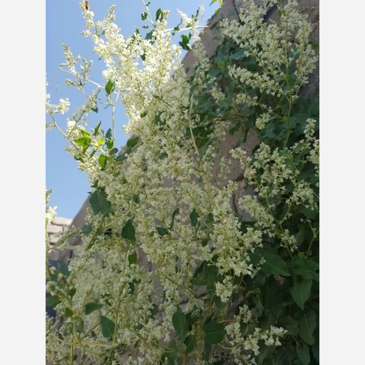 گل رونده پیچ برفی یاس برفی( پیچ روسی)