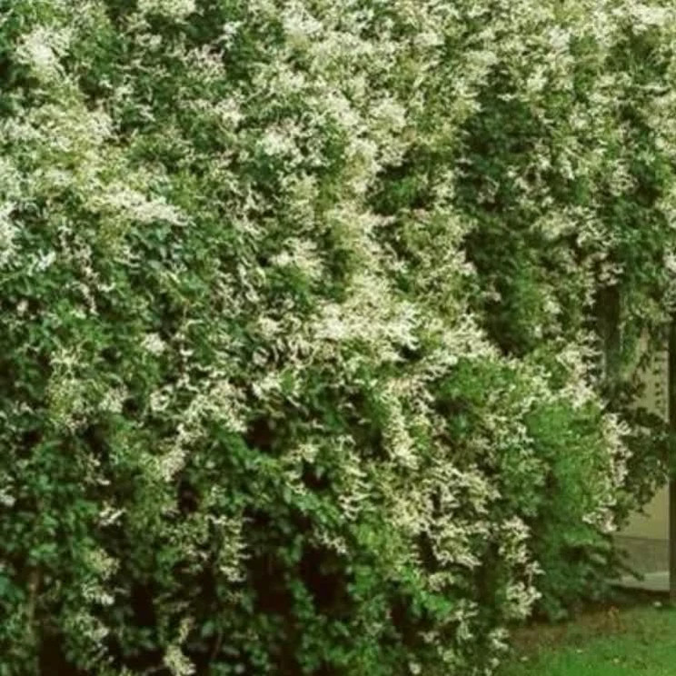 گل رونده پیچ برفی یاس برفی( پیچ روسی)