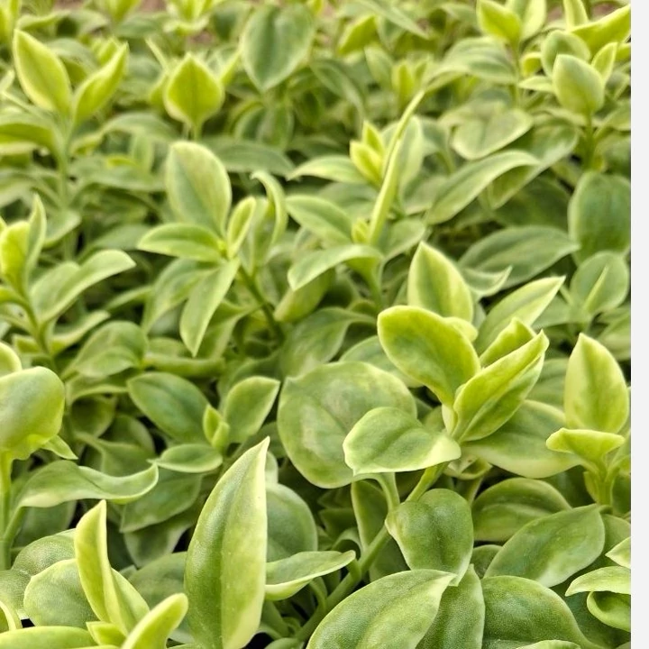 گلدان گل یخ ابلق