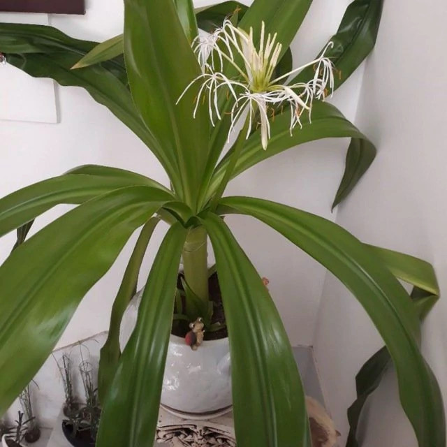 گل کرینوم ( Spider Lily )سوسن عنکبوتی