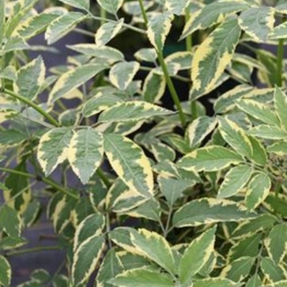 درخچه سوداغ( آقطی)