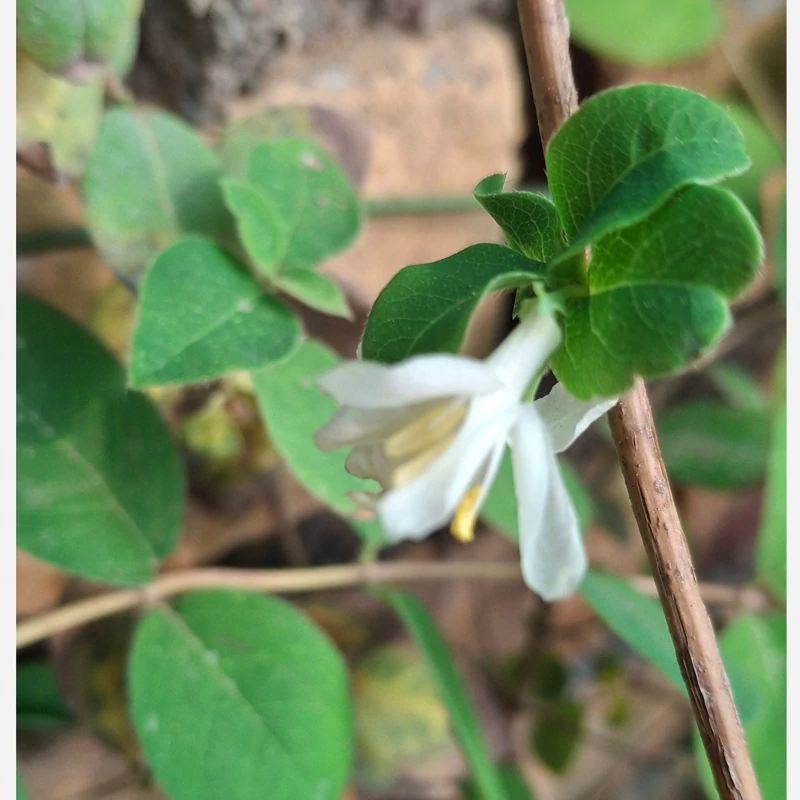 درخچه گل یخ معطر