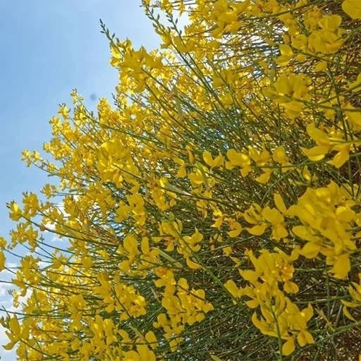 یاس پر طاووسی معطر