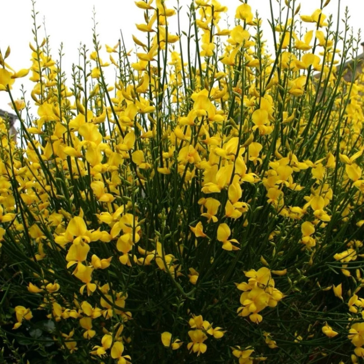 یاس پر طاووسی معطر