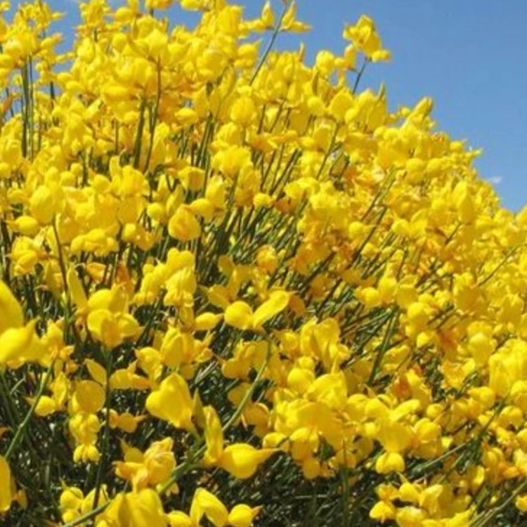یاس پر طاووسی معطر